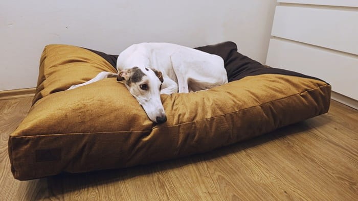 Imperial Plus Amber.jpeg