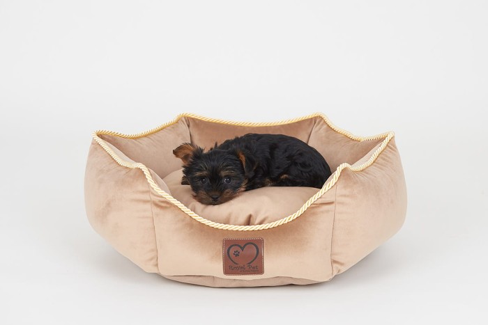 SHOW LINE GOLDEN DUST 6.jpg