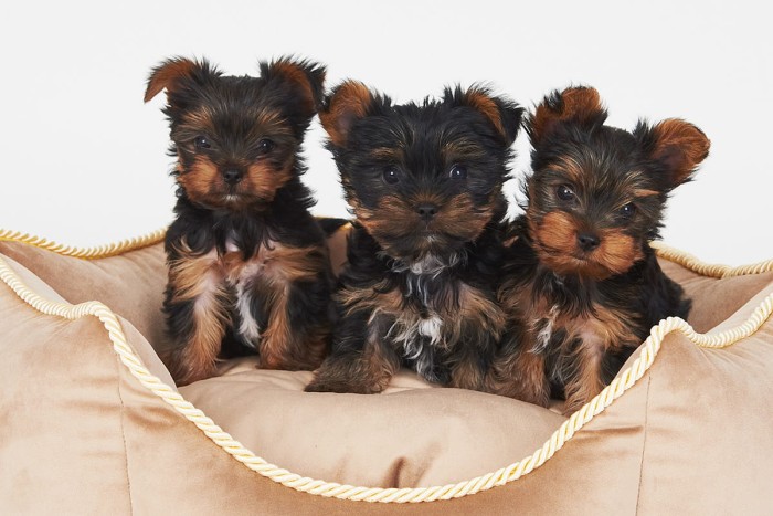 SHOW LINE GOLDEN DUST 24.jpg